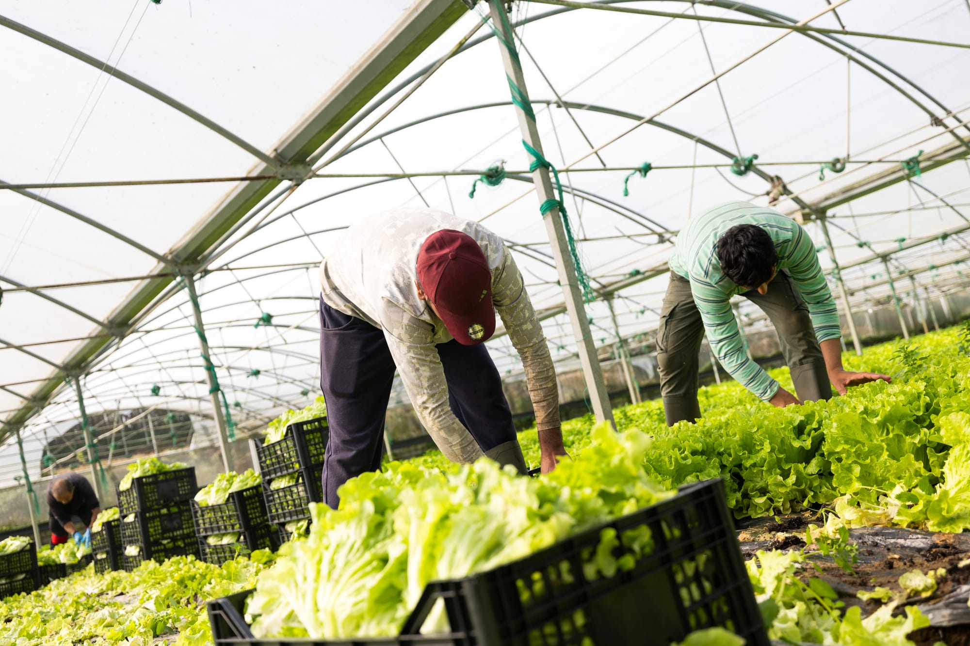 Confederação dos Agricultores de Portugal cobra plano com habitação e regras "claras" para atração de imigrantes